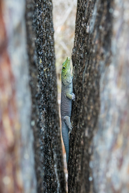 Madagascar : Un Trésor Écologique et Culturel