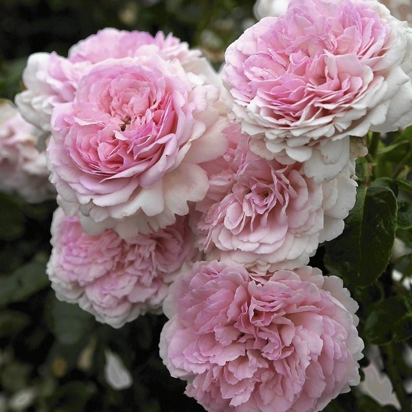 Le parcours inspirant d'Alexandra de Luxembourg