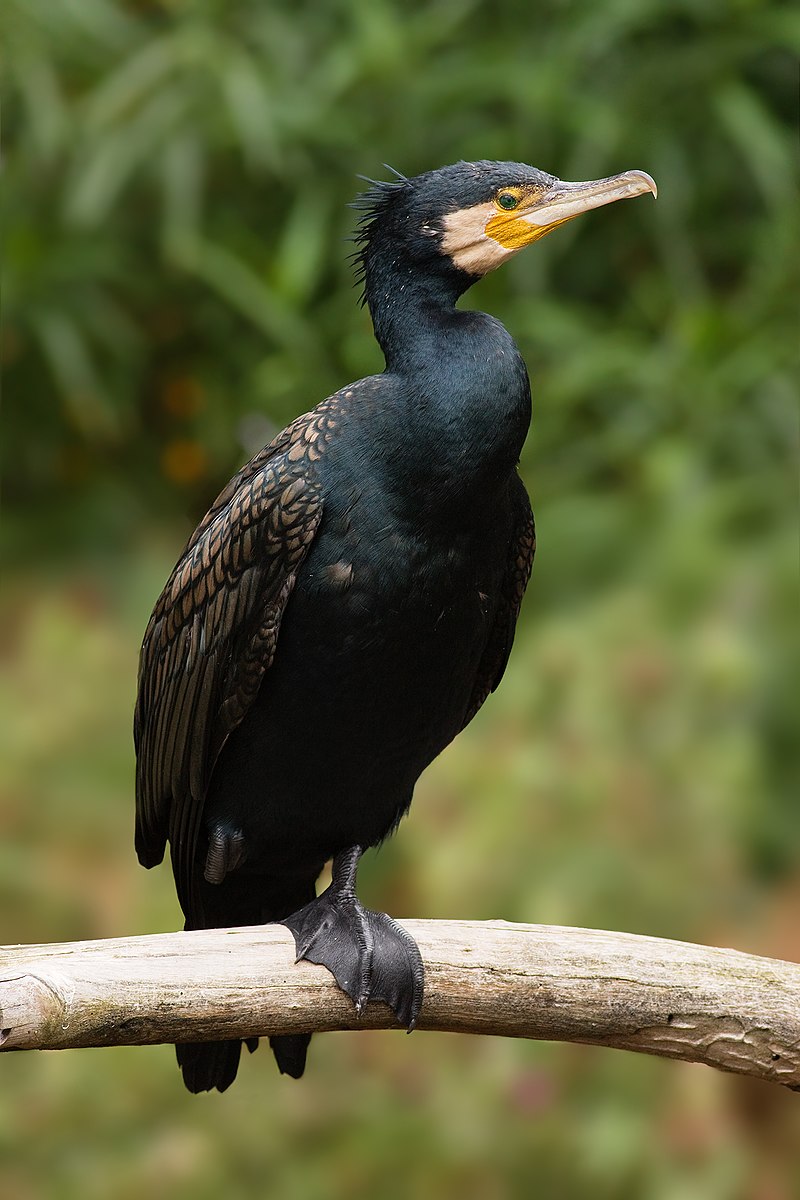 Les cormorans : un oiseau au cœur des écosystèmes aquatiques