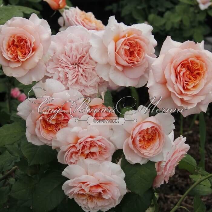 À la découverte de Versigny, un village plein de charme