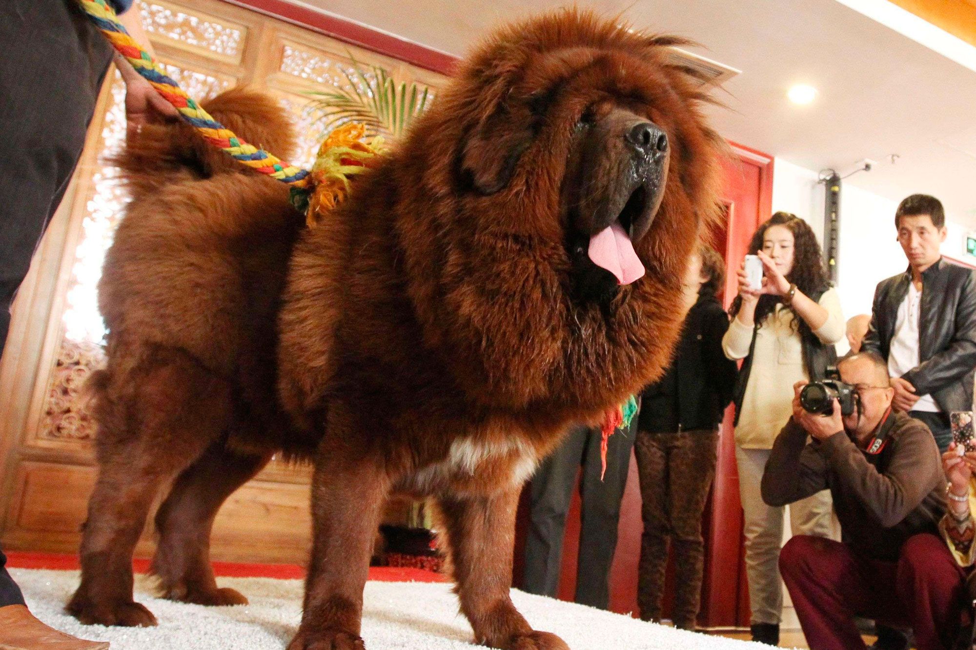 Le Chien le Plus Cher du Monde : Un Regard sur le Tibetan Mastiff
