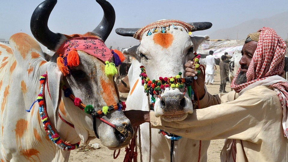 Aïd El Kébir 2025 : Tradition et Fête
