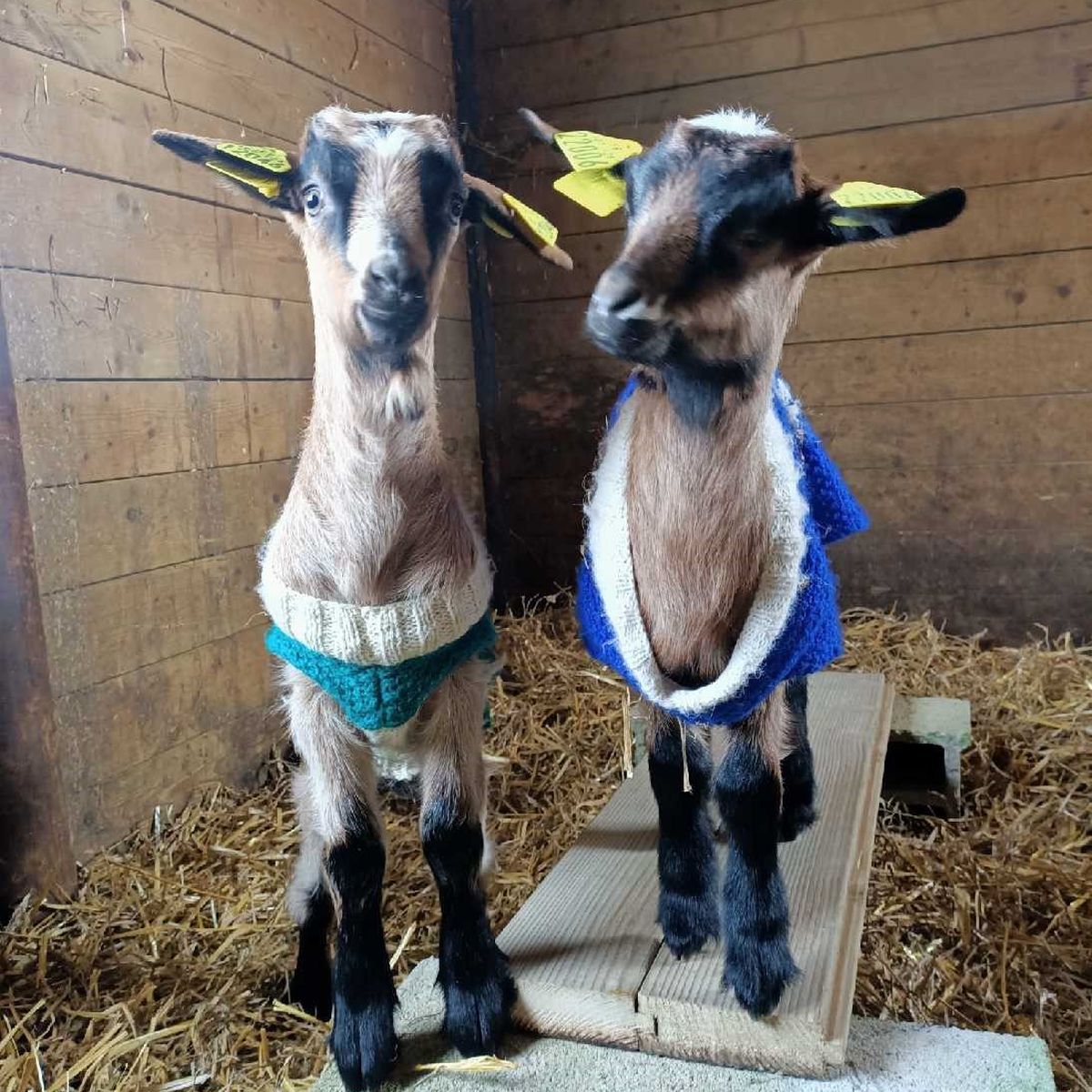 La Belle Initiative : Adopter des Animaux