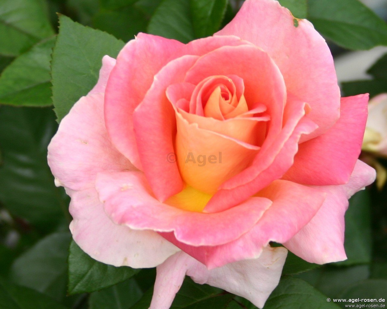 Evelyne Dheliat : l'icône de la météo française