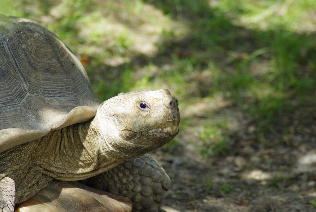 Le Zoo de Beauval : Un Joyau de la Biodiversité