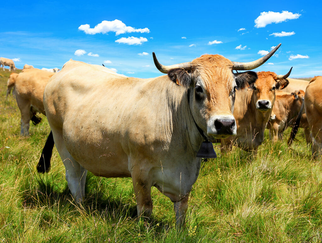 À la découverte d&rsquo;Aubrac : entre nature et culture