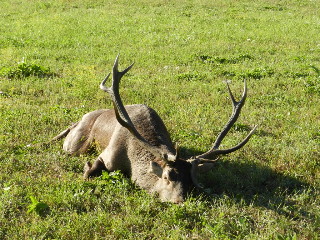L'Importance du Cerf dans l'Écosystème et ses Enjeux