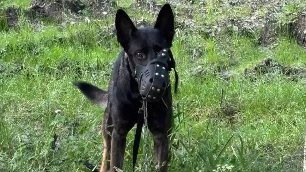 La lutte contre l'abandon des chiens en Corse