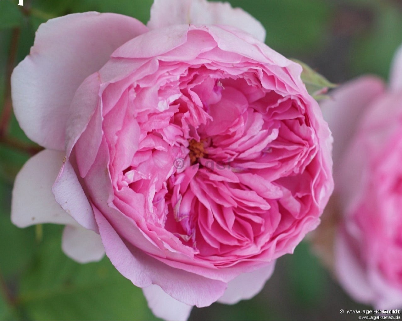 Élodie Gossuin : Une icône de la télévision française