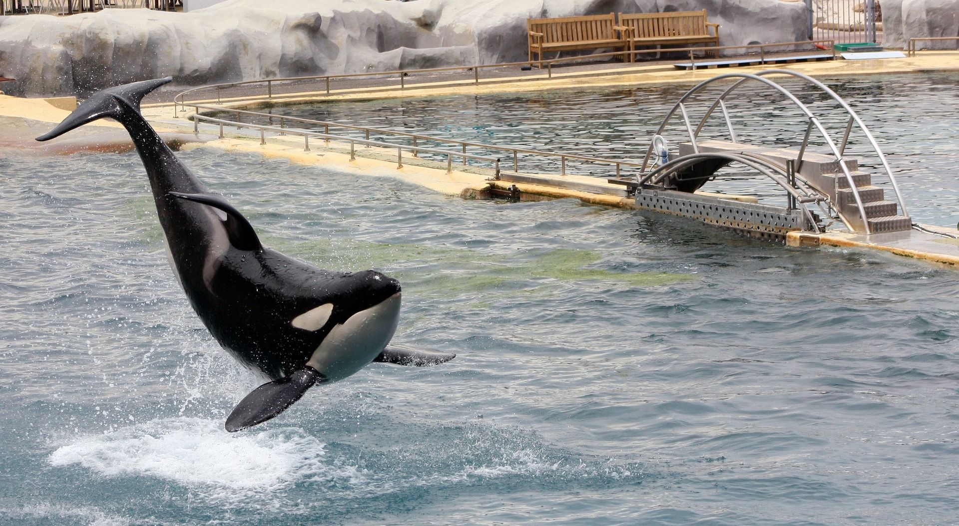 Marineland : Un Voyage au Coeur des Merveilles Marines