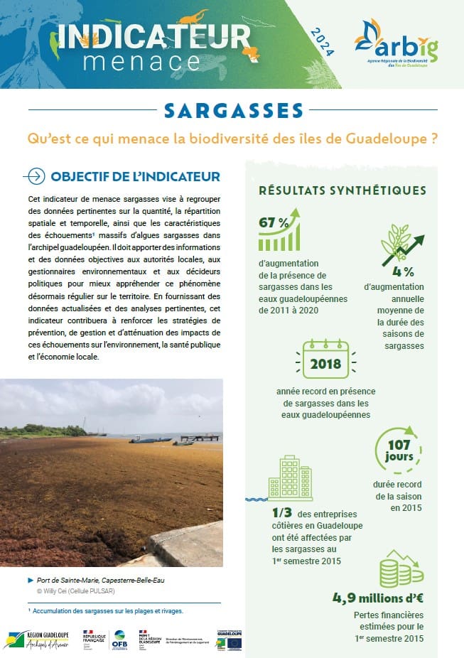 Les sargasses : un fléau environnemental croissant