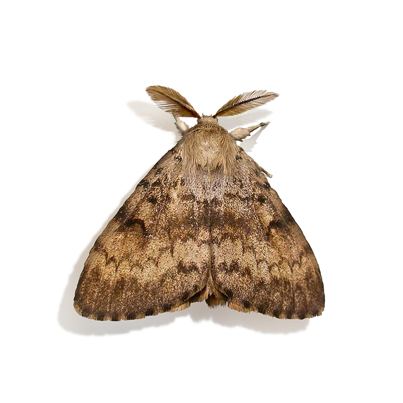 Bombyx Disparate : Comprendre un papillon menacé