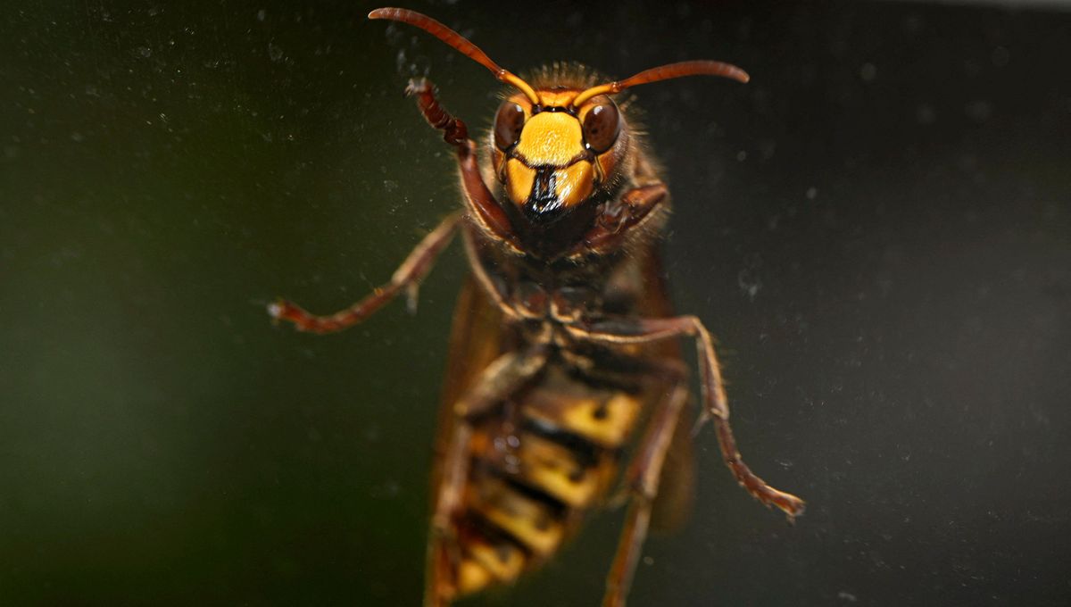 Le Frelon Asiatique : Un Fléau pour la Biodiversité en France