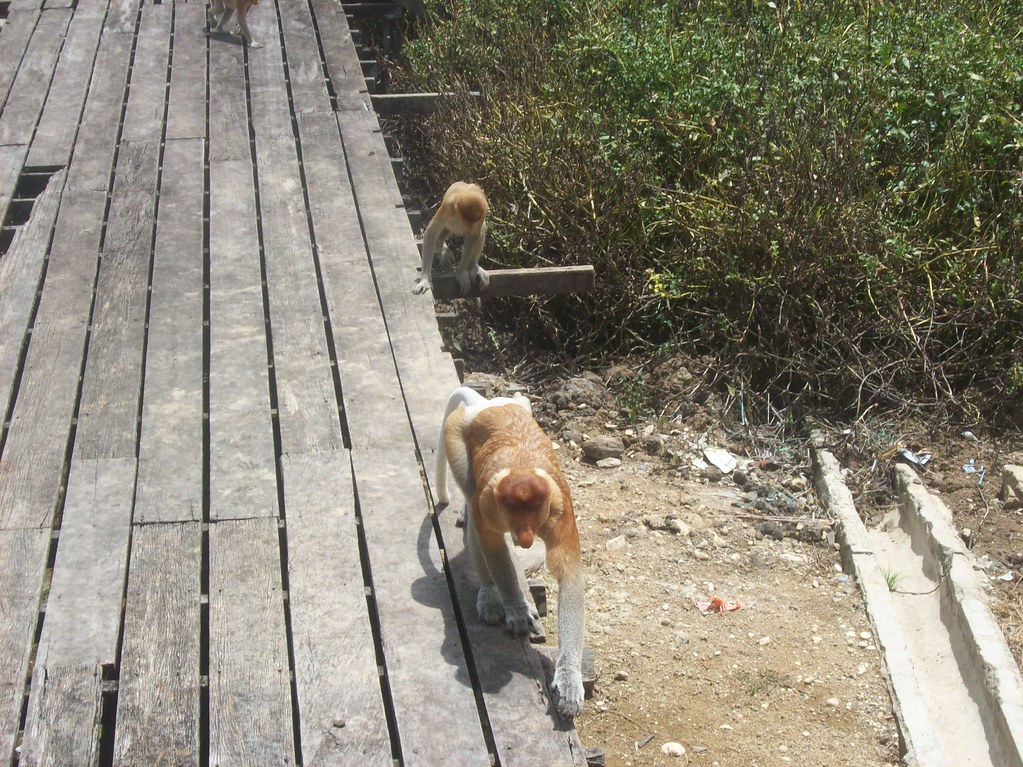 L'actualité en Malaisie : Culture, Économie et Développements