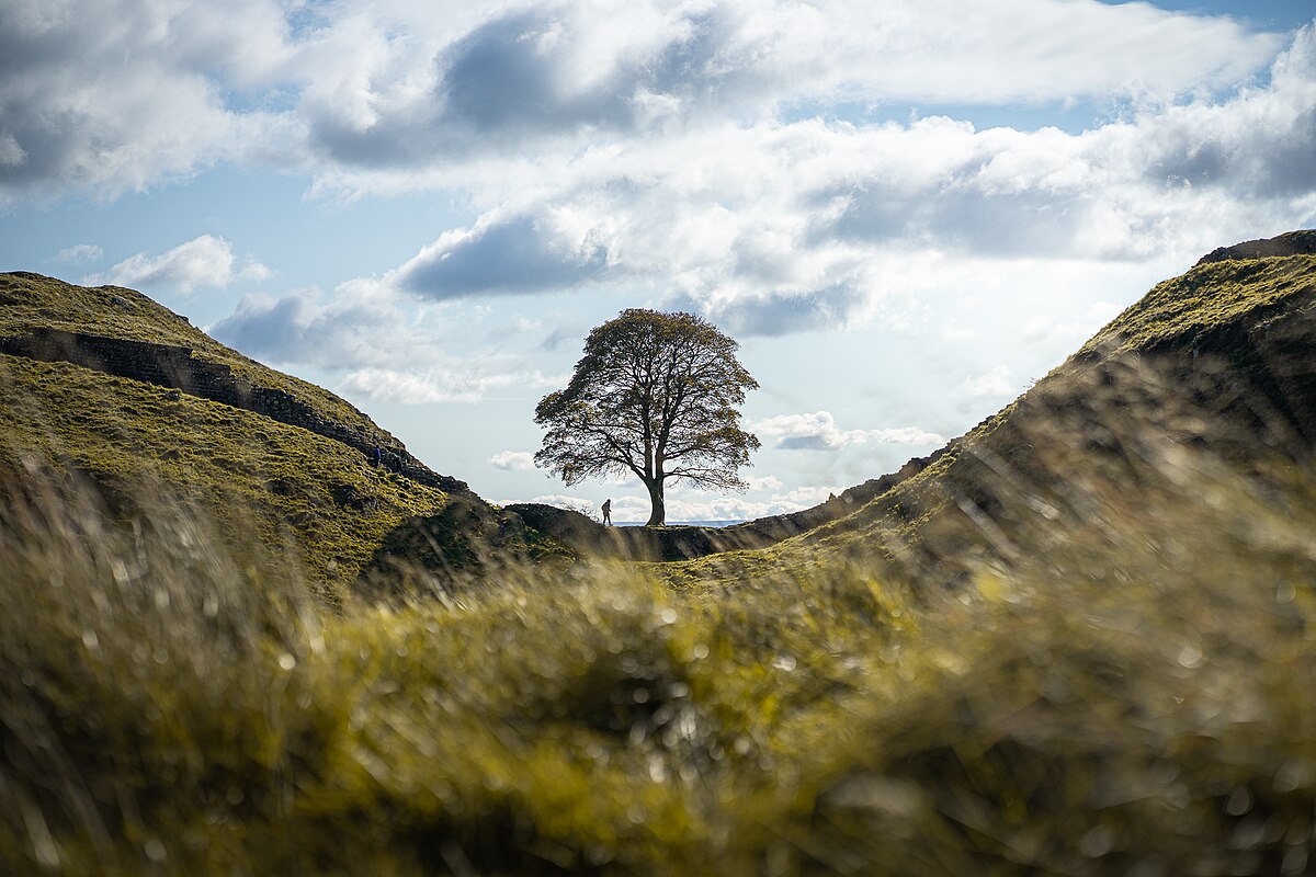 L'arbre emblématique de Sycamore Gap : histoire et impact