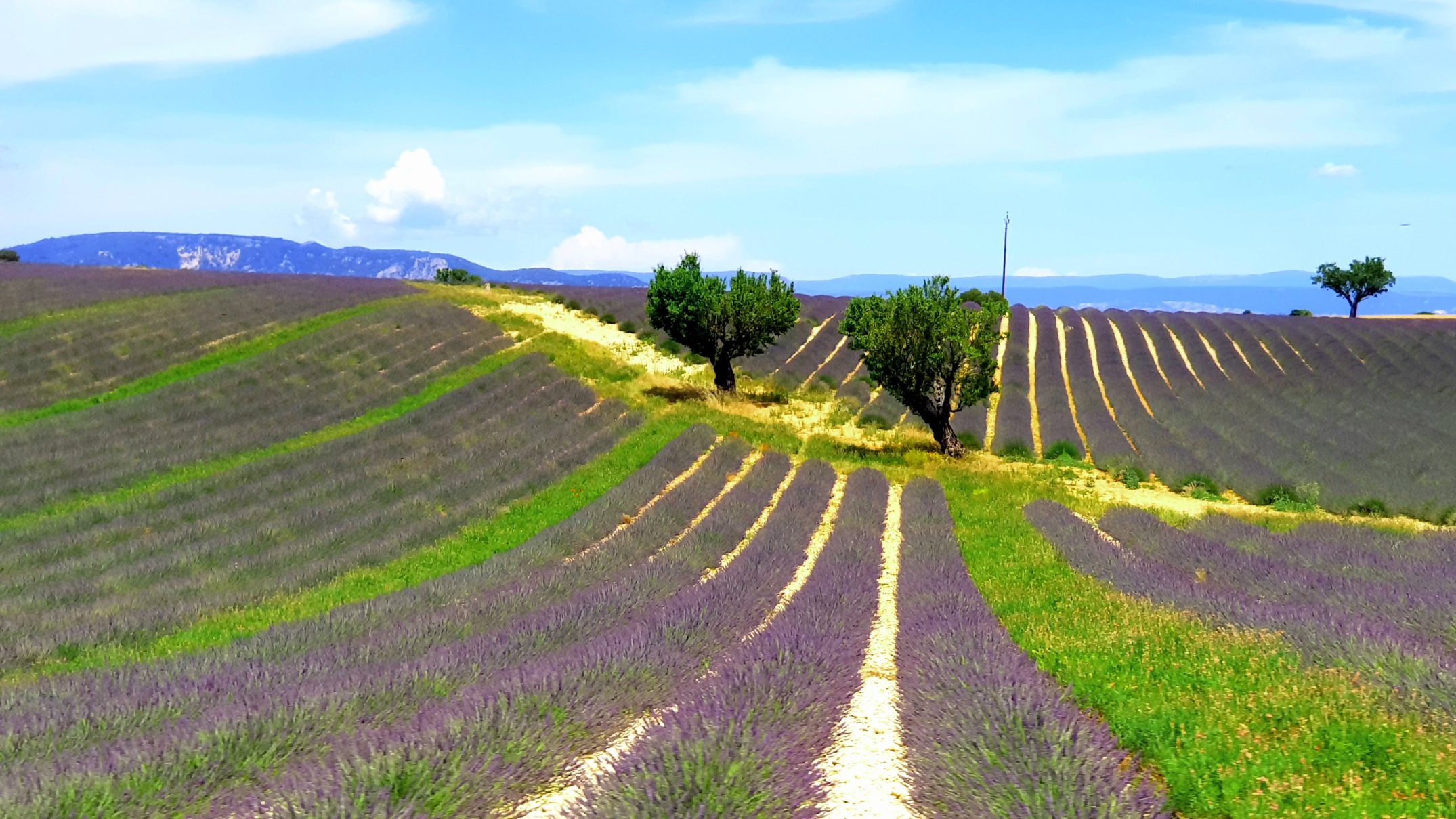 Valensole : Un Village Charmant au Coeur de la Provence
