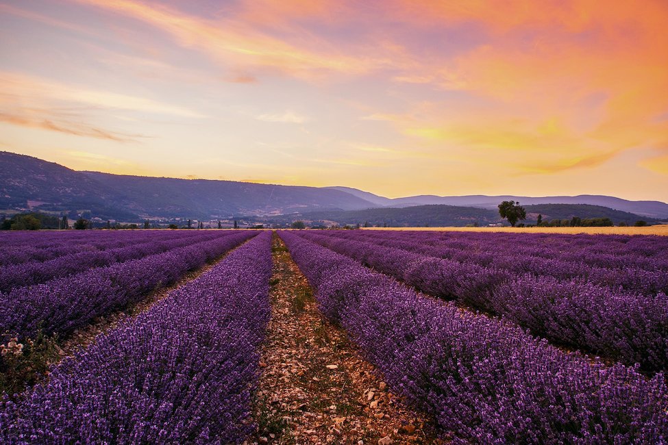 Valensole : Le cœur de la lavande en Provence
