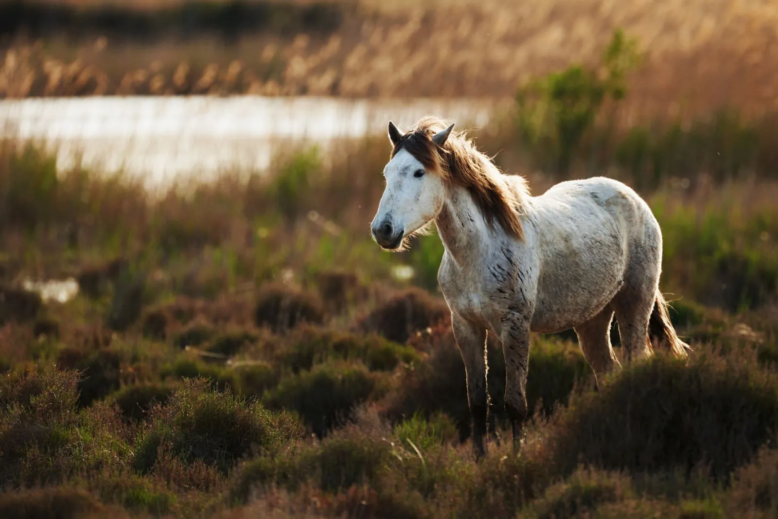 La Camargue : Écosystème et Patrimoine Culturel Exceptionnels