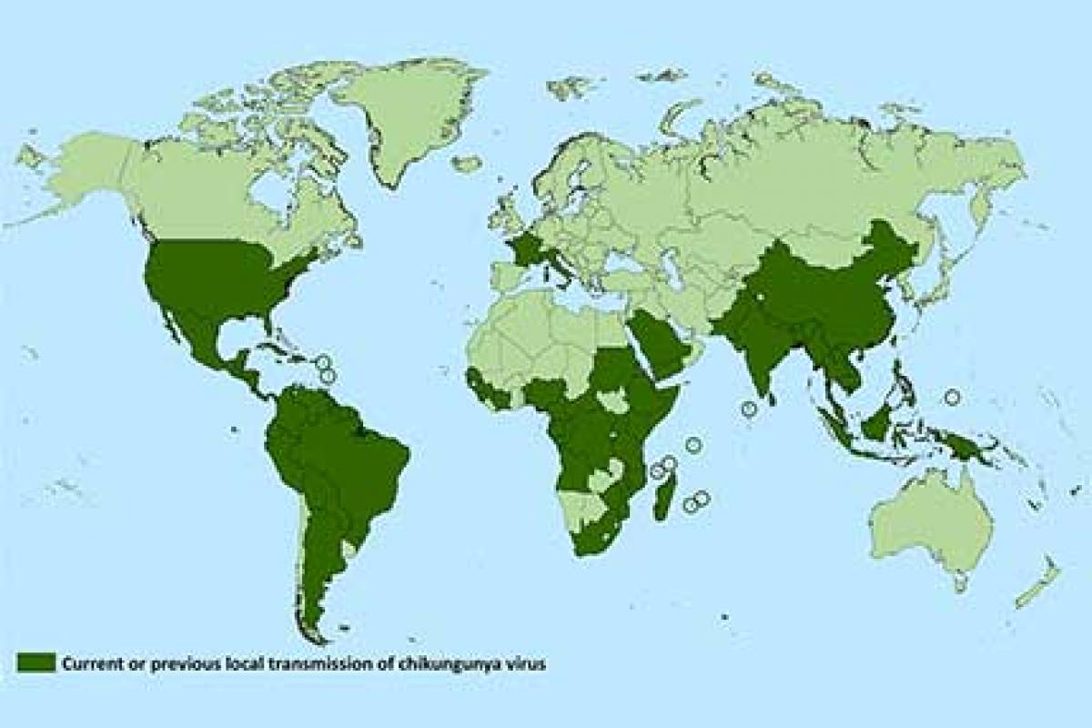 Le Chikungunya : Un Virus Émergent et Ses Conséquences