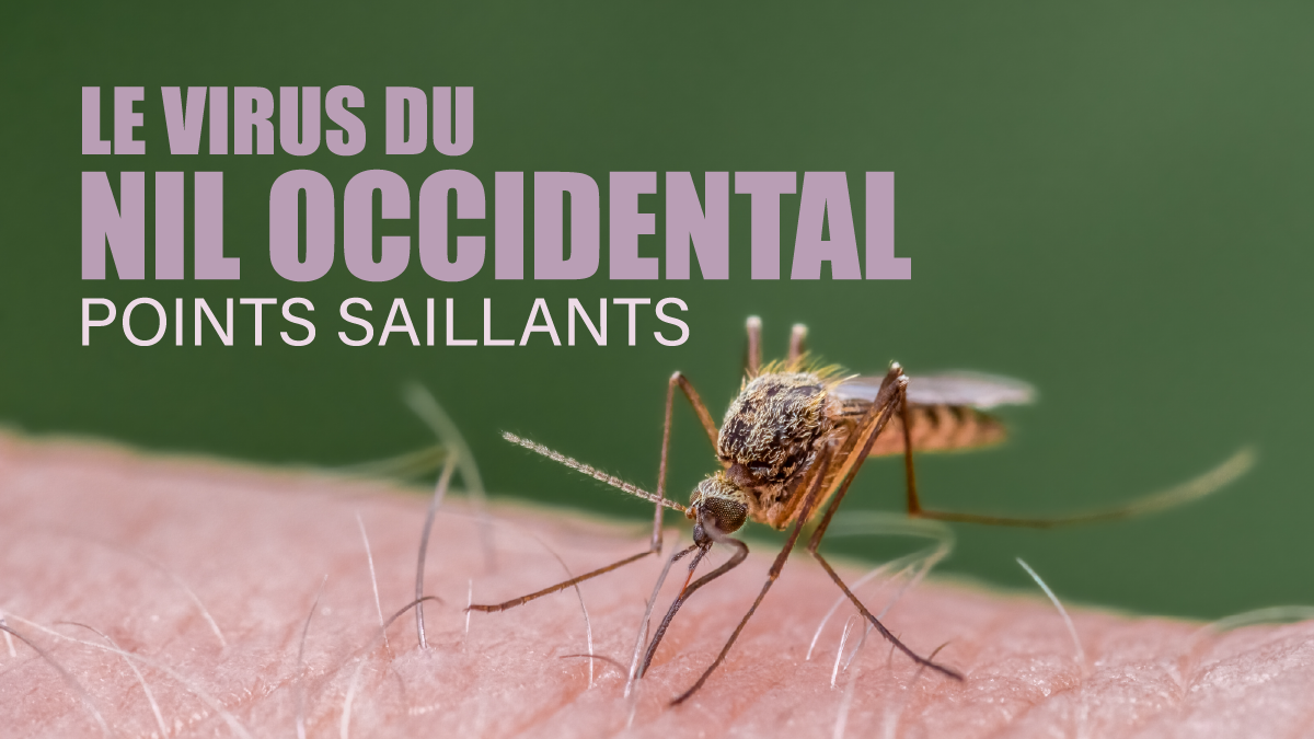 Le virus du Nil Occidental : Risques et Préventions