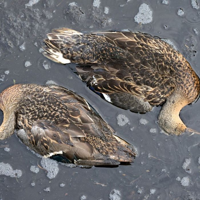 Comprendre le botulisme aviaire et ses implications environnementales