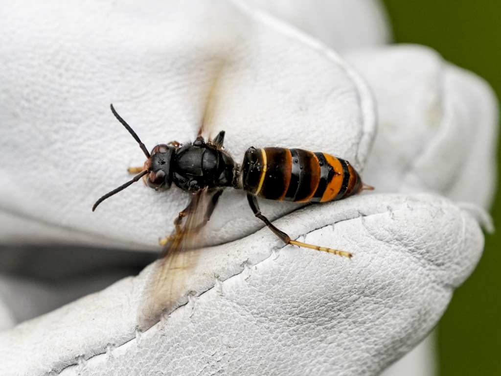 L'Invasion des Frelons Asiatiques en France