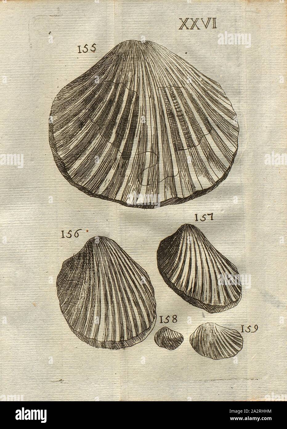 La Coquille Saint-Jacques : Un Trésor de la Mer Français