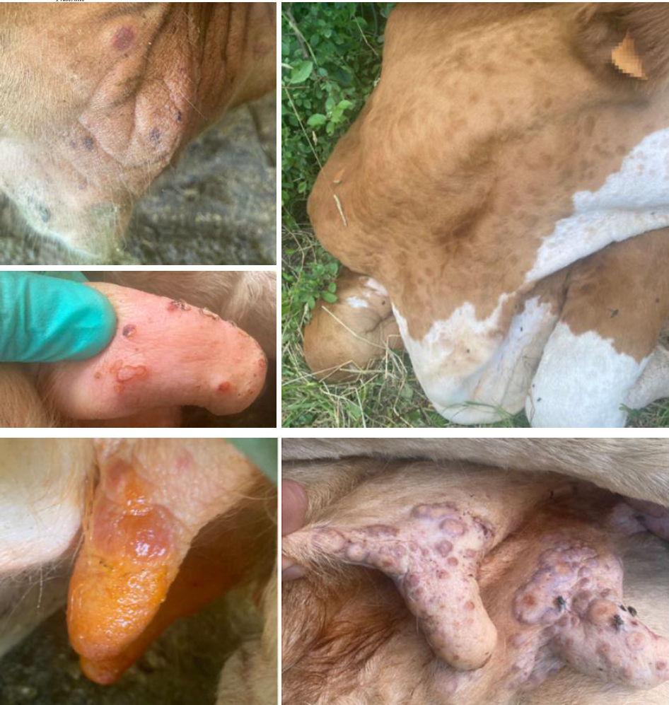 Comprendre la Dermatose Nodulaire et ses Implications