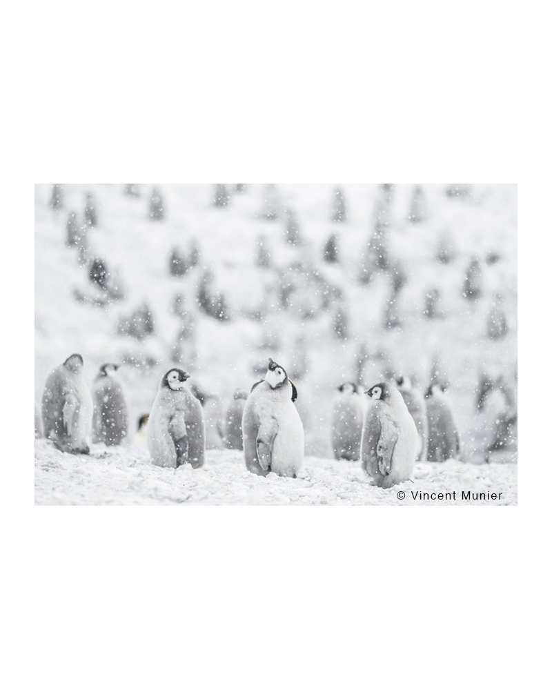 Vincent Munier : L'Art de la Photographie Animalière Réinventé