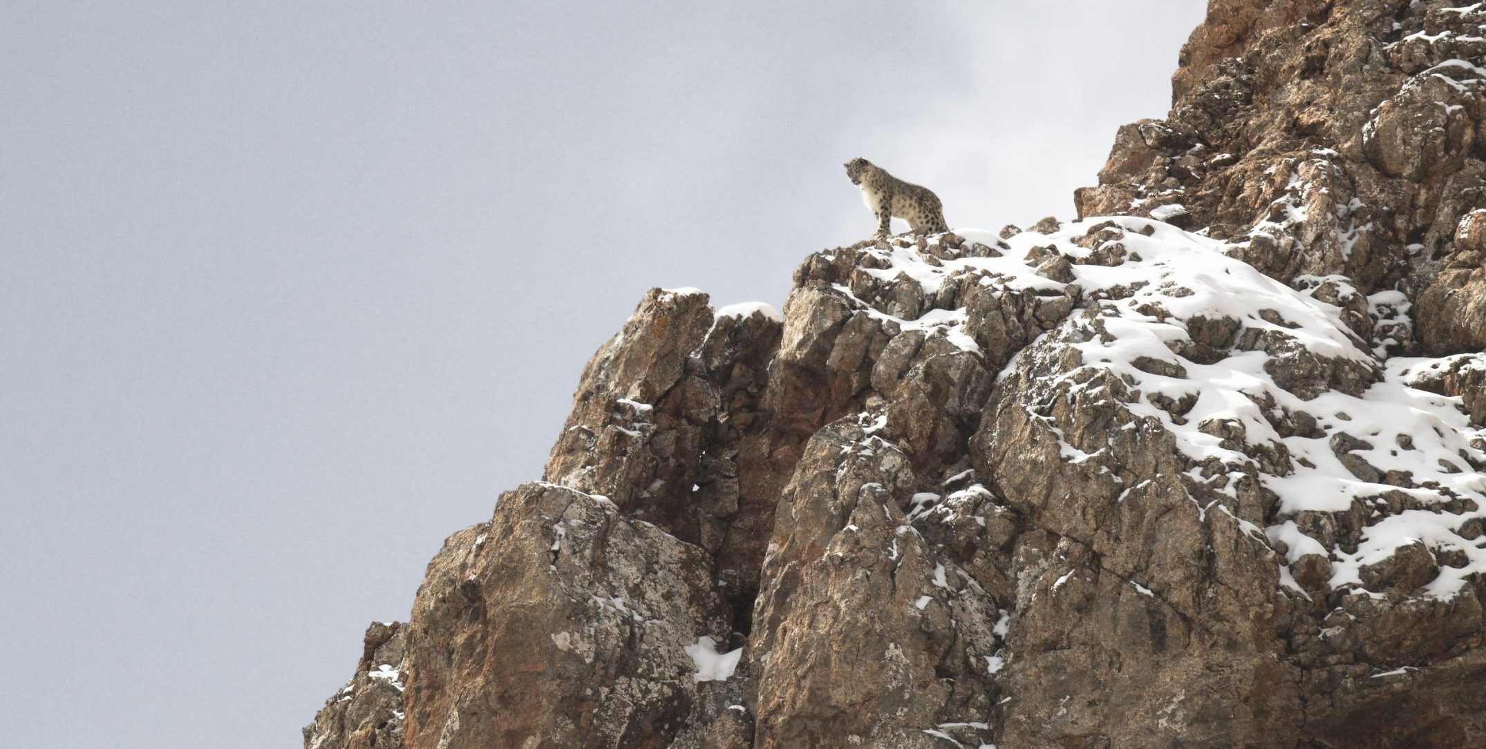 Vincent Munier : Le photographe animalier dévoile son nouveau film sur les forêts