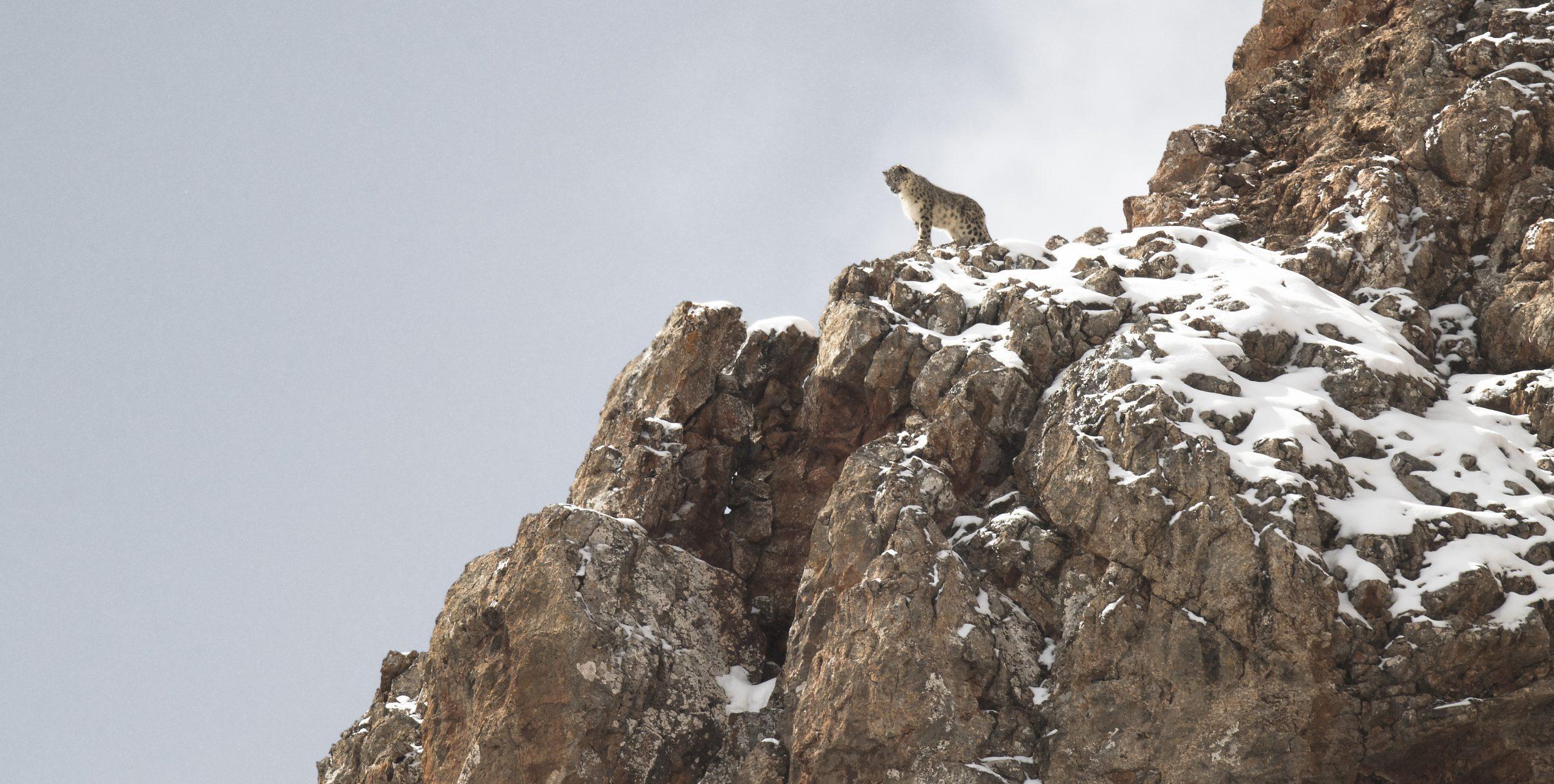 Vincent Munier : Le photographe animalier dévoile son nouveau film sur les forêts