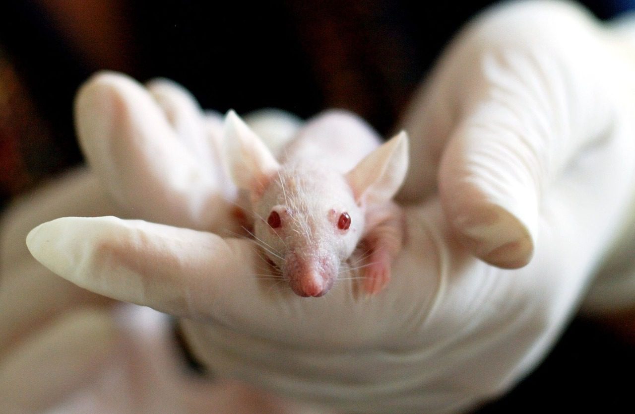 Trithérapie prometteuse testée sur souris pour le cancer du pancréas